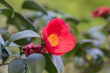 camellia close up