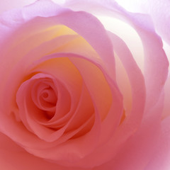 Flower pink rose, clear