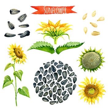 Sunflower, hand-painted watercolor set, vector clipping paths included.