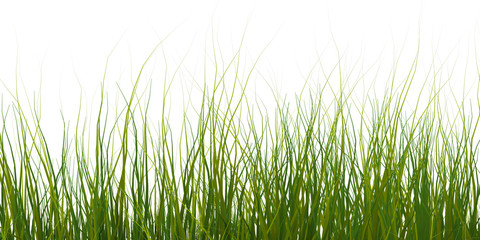 Fototapeta na wymiar isolate of a green grass on a white background