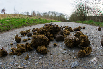 Pferdeäpfel auf dem Weg