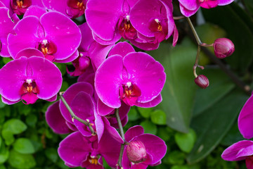 Beautiful Violet Orchid Flowers in the garden