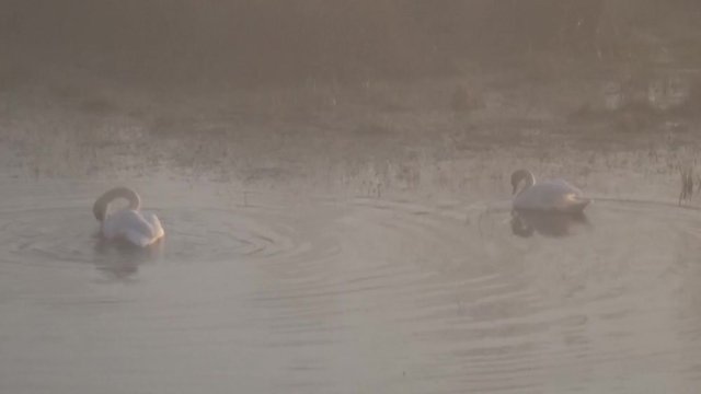 Schw&auml;ne auf einem Teich