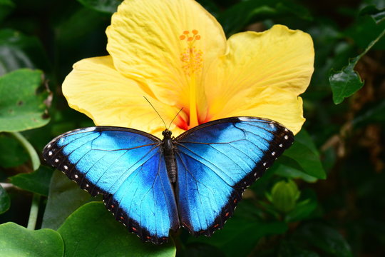 A pretty morpho butterfly lands on a hibiscus bloom in the gardens.