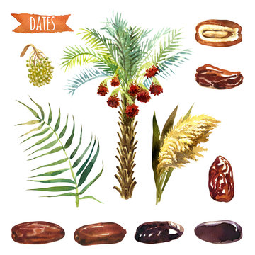 Dates, hand-painted watercolor set, vector clipping paths included