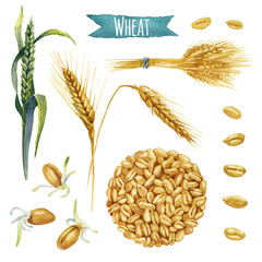 Wheat, hand-painted watercolor set, vector clipping paths included