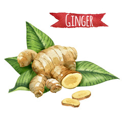 Ginger root with green leaves, watercolor illustration with clipping path