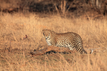 Leopard (Panthera pardus) in the dry yellow grass