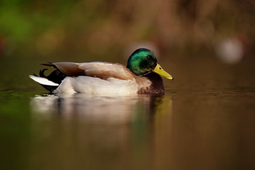 Mallard, Duck, Anas platyrhynchos