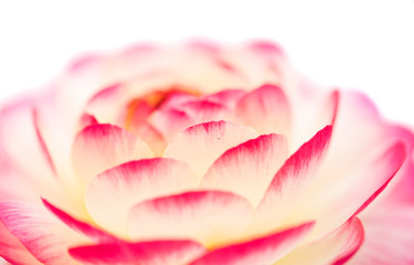 Fototapeta na wymiar buttercup flower close-up