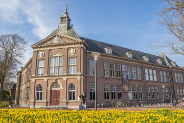 Narcissus flowers in front of the museum in Veendam