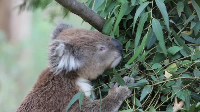 Koala feeding on eucalyptus leaves, Phillip Island, Australia
