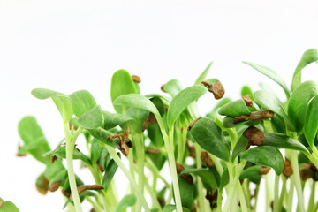 fenugreek sprout growing plant closeup