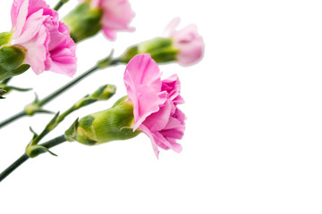 Fototapeta na wymiar pink carnation