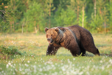 Obraz na płótnie Canvas The brown bear (Ursus arctos) walking flowering grass in the morning sun