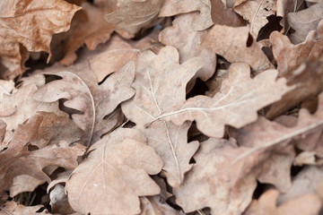 fallen oak leaves, macro photo