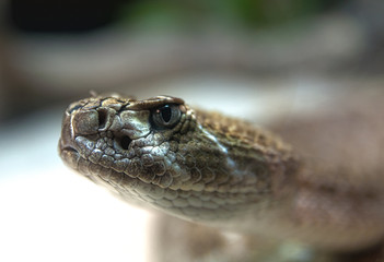 Close up of a western diamondback rattlesnake