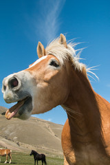 Animali pazzi: cavallo buffo con la bocca aperta