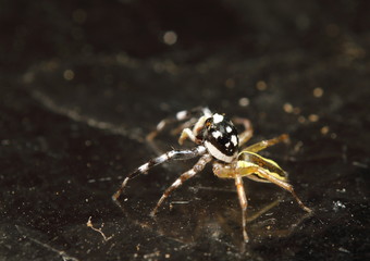 Small jump spider