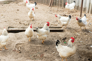 Fototapeta na wymiar chickens in henhouse on stick. Coop with chickens in the village. Poultry yard