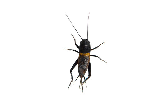 Cricket Black male insect isolated on white background