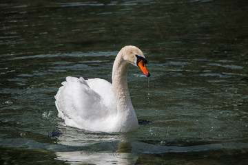 Weißer Schwan im Wasser, Pillersee Tirol
