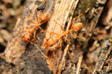 Small red ant