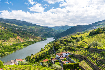 Naklejka premium Landscape of the Douro river regionin Portugal - Vineyards