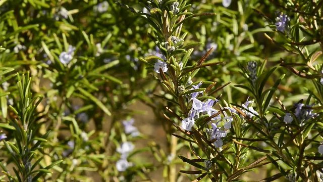 Rosmarin mit Blüte