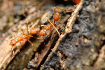 Small red ant