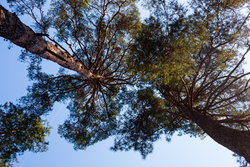 Silhouettes of two pine trees