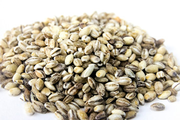 handful of barley closeup isolated