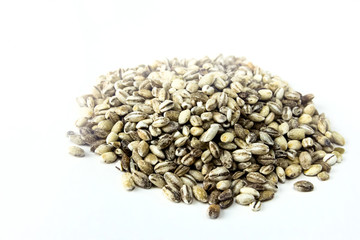 handful of barley closeup isolated