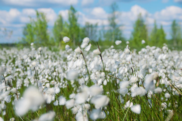 Summer bright landscape with blooming cotton grass