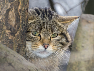 European wild cat