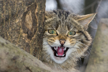 European wild cat