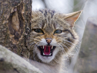 European wild cat