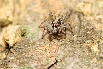 Small jump spider