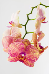Yellow-Crimson Orchid