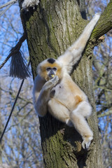 Yellow-cheeked gibbon
