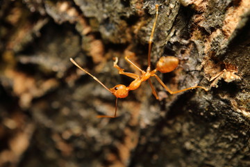 Small red ant
