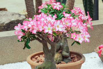 White Pink azalea in pots  desert plants  outdoor