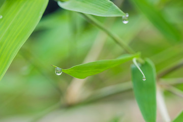 Dew drops from bamboo leaves with nature background
