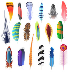 Collection of detailed color bird feathers set. Decoration elements. Vector illustration.