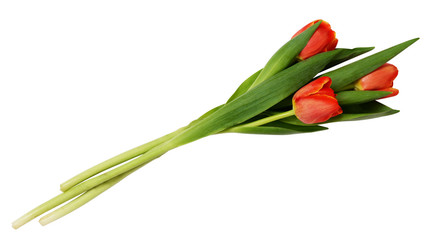 Obraz premium Three red tulip flowers bouquet