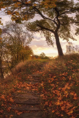 Fototapeta premium autumn sunny day.Beautiful road, path, foliage and old trees