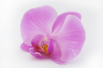 Fototapeta na wymiar Single pink orchid flower isolated on white background