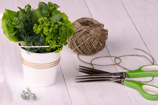 Fresh garden herbs in a white bucket