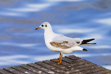 Gull on water background, bright contrast image. Horizontal close-up shot, blurred background.
