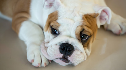 english bulldog